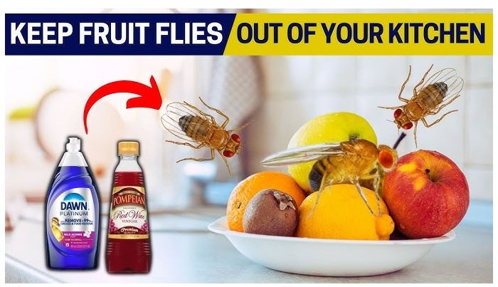 How to Get Rid of Fruit Flies in Kitchen